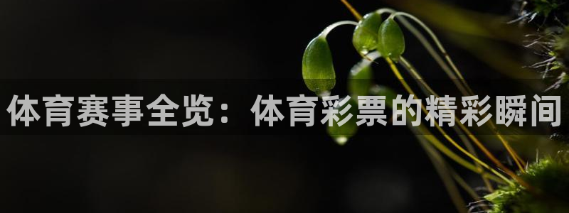 河豚直播在线看球